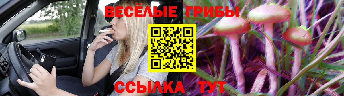 Галлюциногенные грибы Psilocybe Киреевск